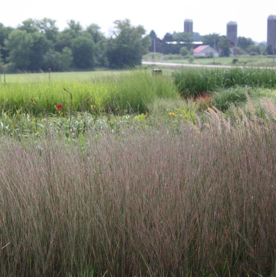 Schizachyrium scoparium 'Carousel' - Little Blue Stem from Hoffie Nursery