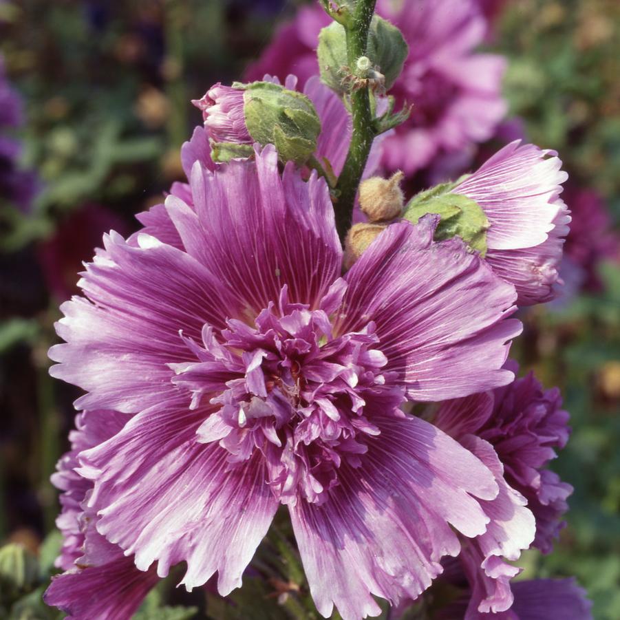Alcea rosea 'Queeny Purple' - Hollyhock from Hoffie Nursery