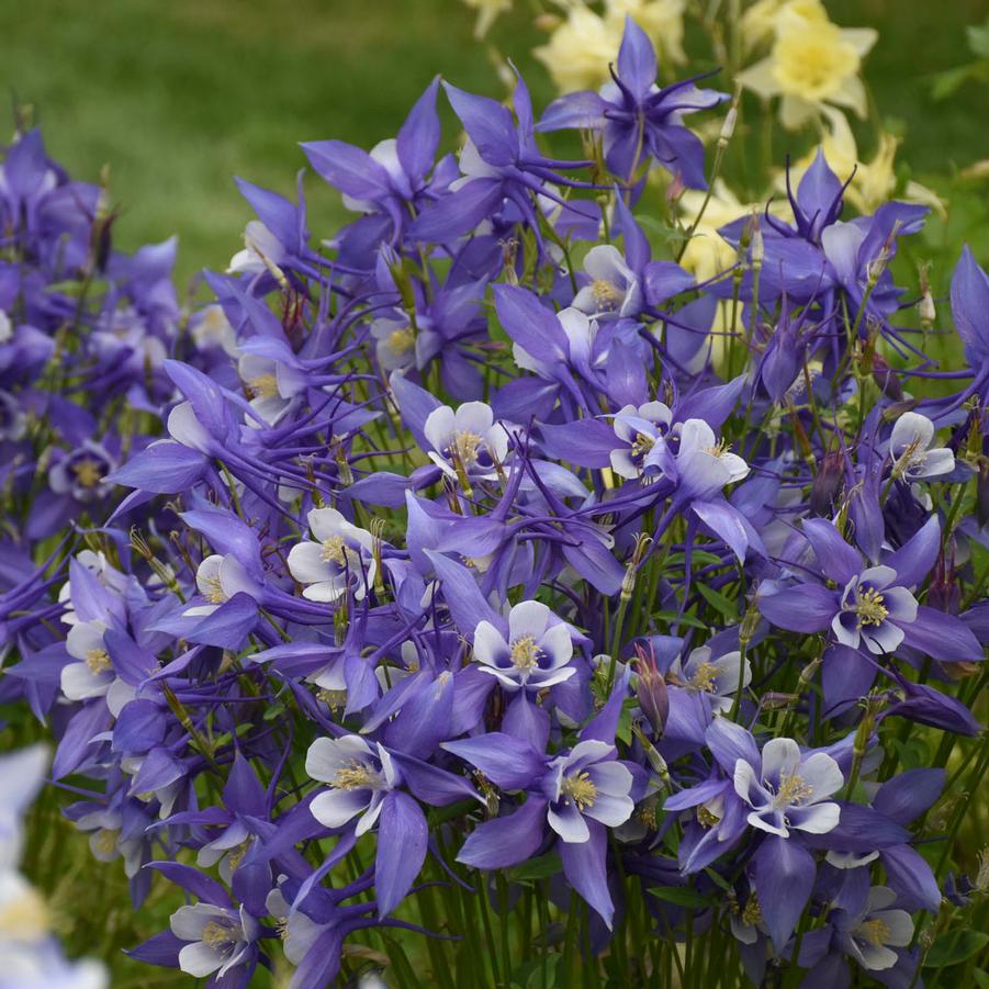 Aquilegia caerulea Kirigami™ 'Deep Blue & White' - Columbine from Hoffie Nursery