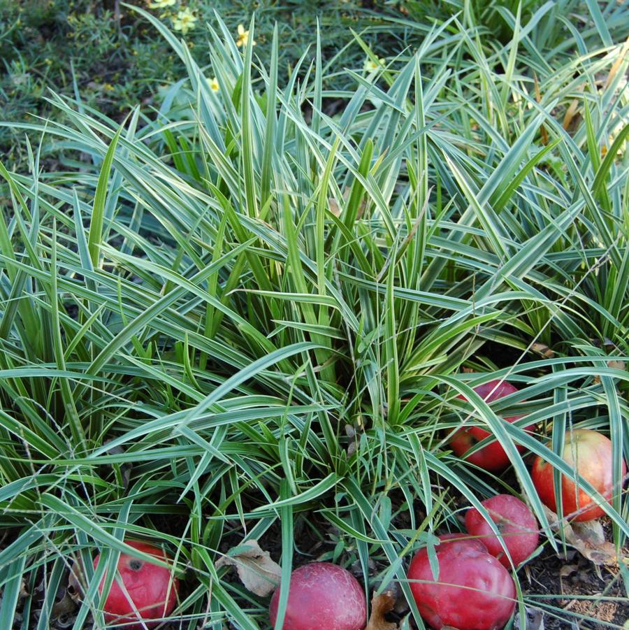 Carex morrowii 'Ice Dance' - Variegated Japanese Sedge from Hoffie Nursery