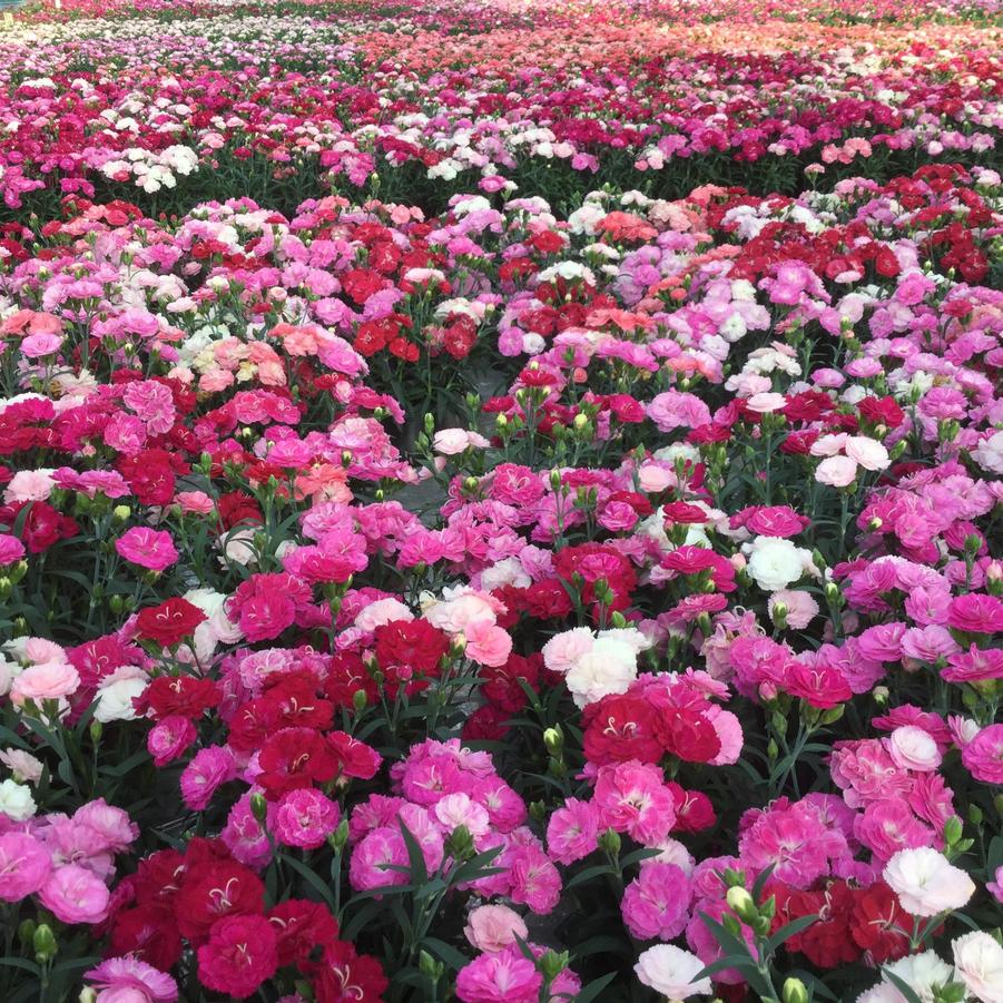 Dianthus Constant Cadence® 'Milk Cherry' - from Hoffie Nursery