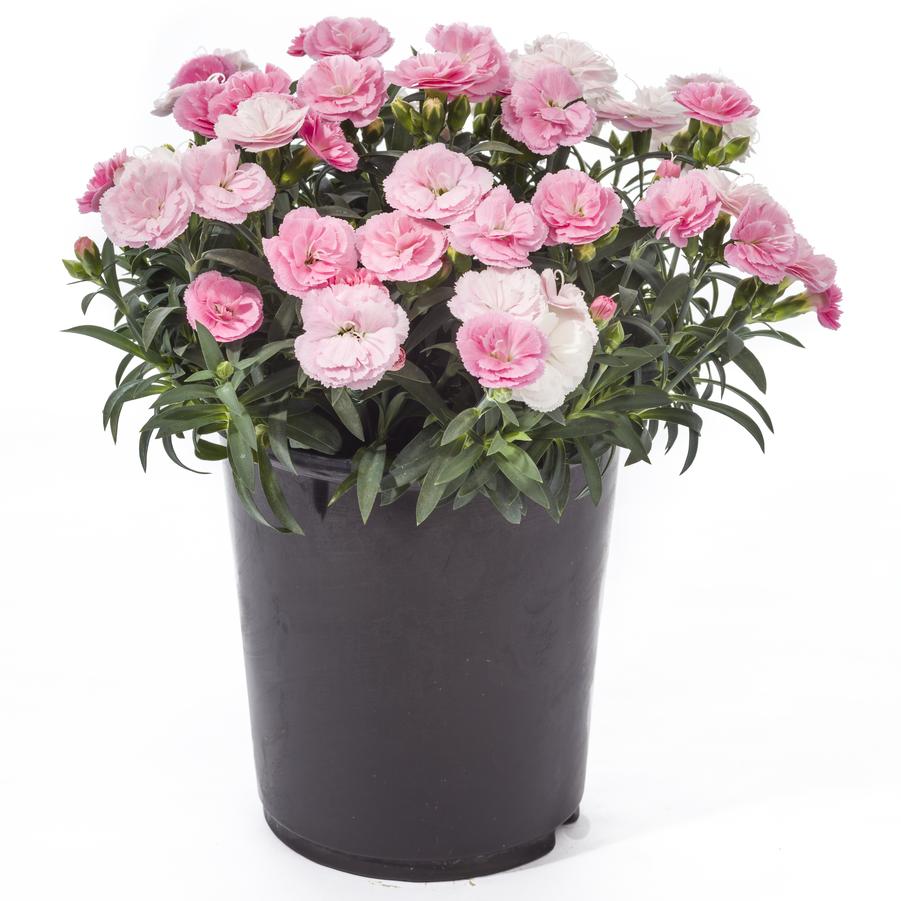 Dianthus Constant Cadence® 'Peach Milk' - from Hoffie Nursery