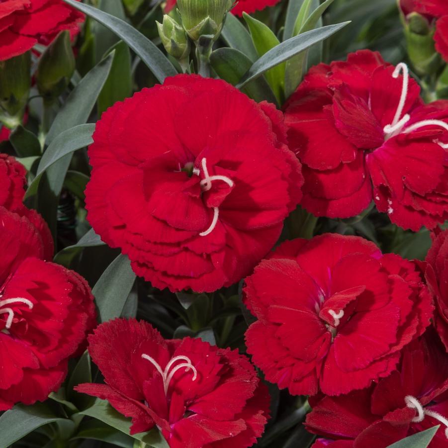 Dianthus Constant Cadence® 'Red' - from Hoffie Nursery