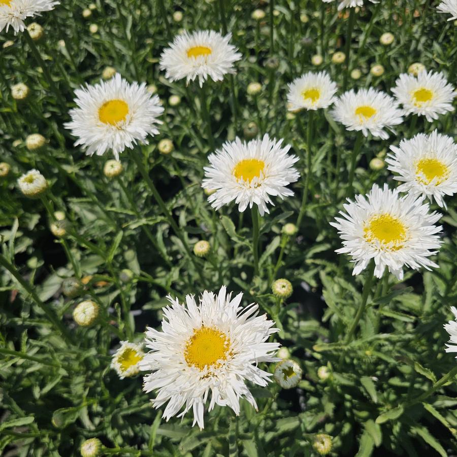 Leucanthemum superbum 'Sante' - Shasta Daisy from Hoffie Nursery