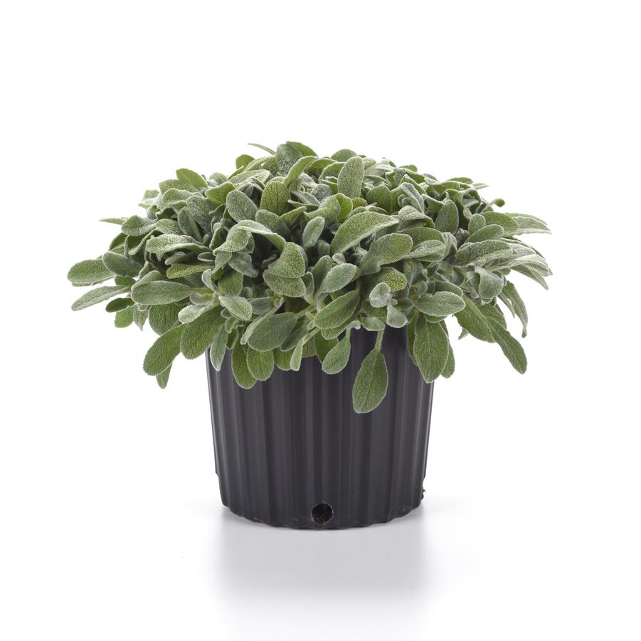 Stachys byzantina 'Little Lamb' - Lamb's Ear from Hoffie Nursery