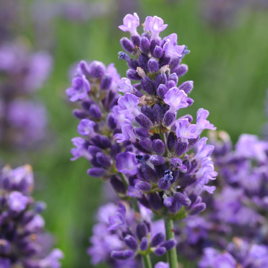 Lavandula angustifolia 'SuperBlue' - Lavender from Hoffie Nursery