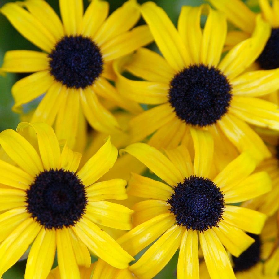 Rudbeckia 'American Gold Rush' - Black Eyed Susan from Hoffie Nursery