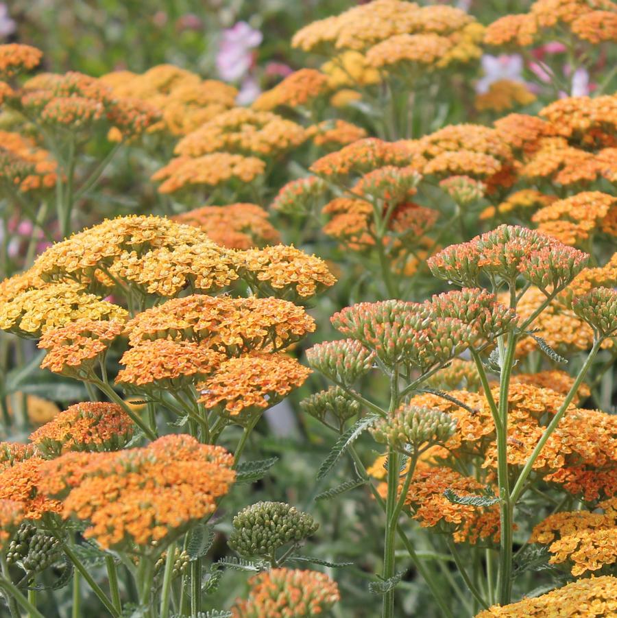 Achillea millefolium 'Terra Cotta' - Yarrow from Hoffie Nursery