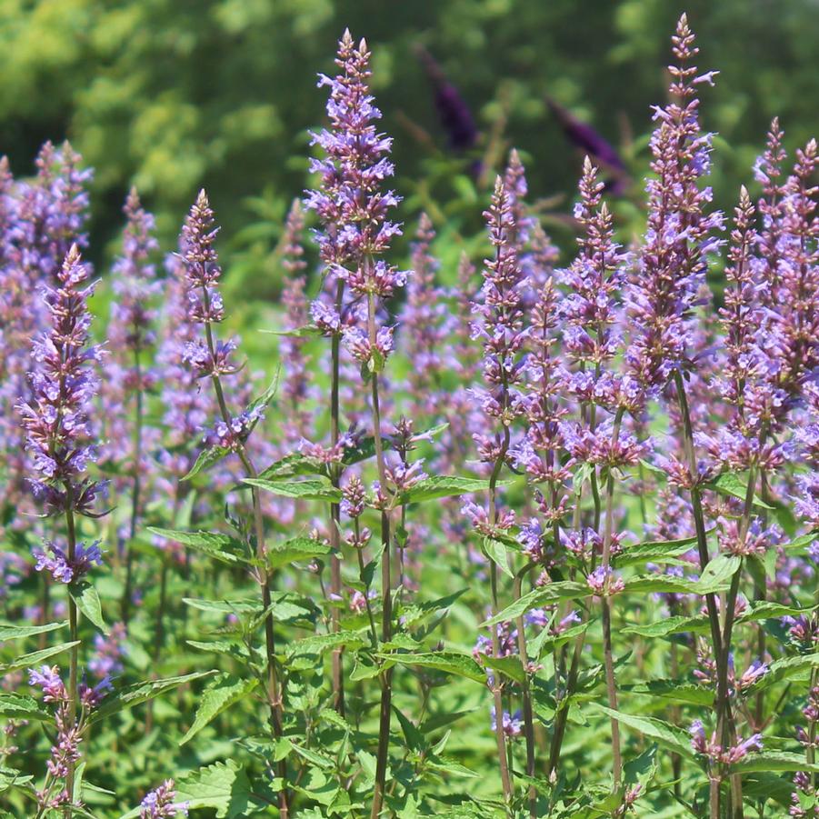 Agastache 'Purple Haze' - Anise Hyssop from Hoffie Nursery