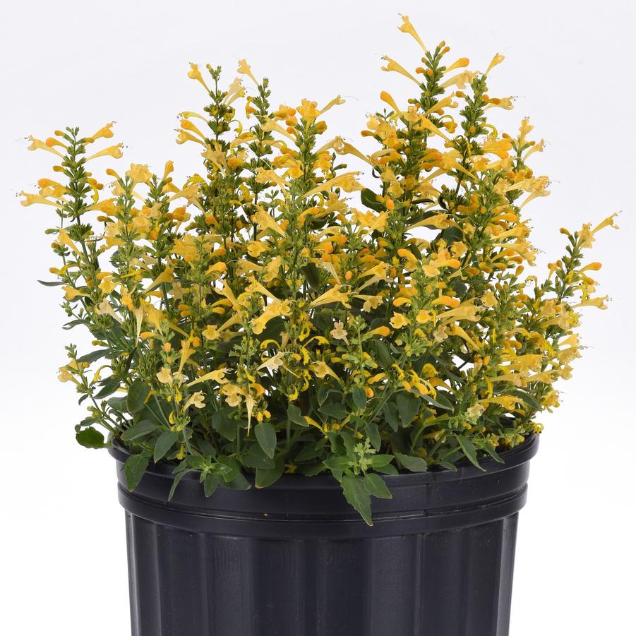 Agastache mexicana Summerlong™ 'Lemon' - Mexican Giant Hyssop from Hoffie Nursery