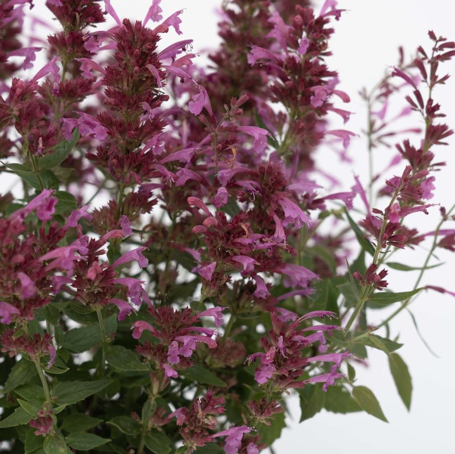 Agastache mexicana Summerlong™ 'Magenta' - Mexican Giant Hyssop from Hoffie Nursery