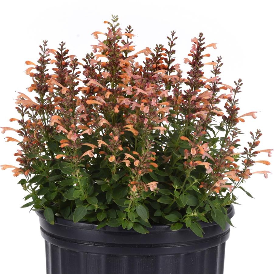Agastache mexicana Summerlong™ 'Peach' - Mexican Giant Hyssop from Hoffie Nursery