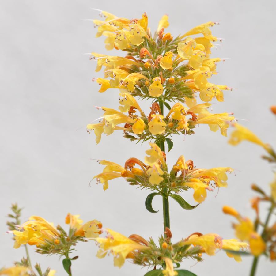 Agastache Yellow Sunrise® - Hummingbird Mint from Hoffie Nursery