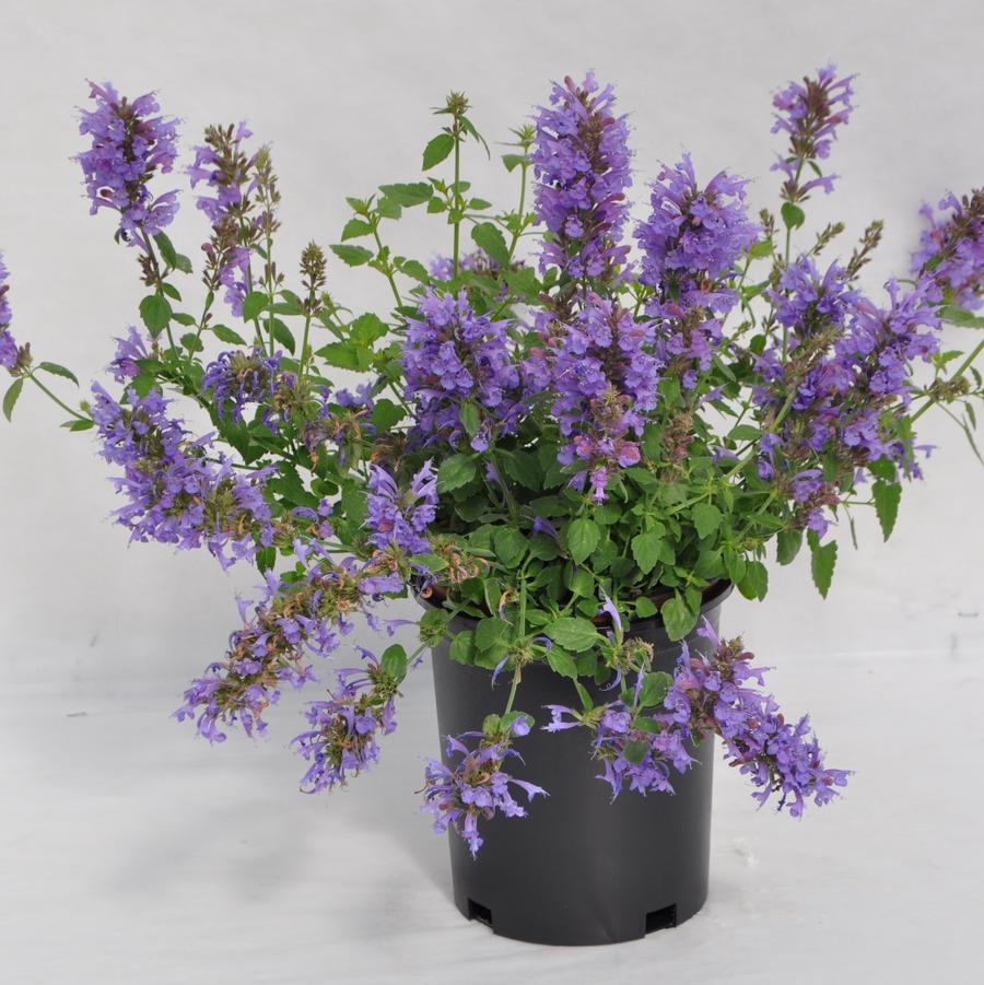 Agastache Blue Sunrise® - Hummingbird Mint from Hoffie Nursery