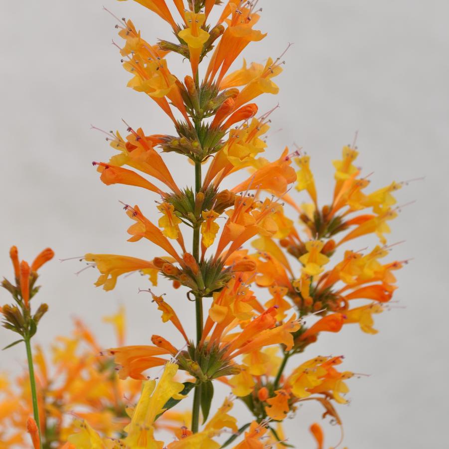 Agastache Orange Sunrise® - Hummingbird Mint from Hoffie Nursery