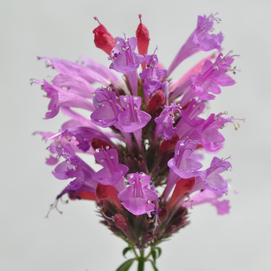 Agastache Violet Sunrise® - Hummingbird Mint from Hoffie Nursery