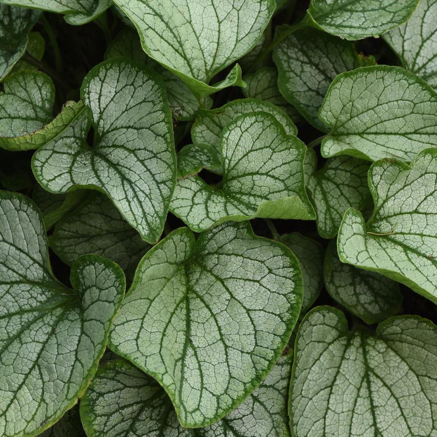 Brunnera macrophylla 'Frostbite' - Siberian Bugloss from Hoffie Nursery