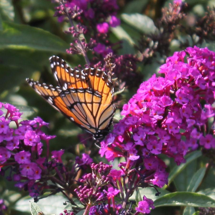 Buddleia davidii 'Royal Red' - Butterfly Bush from Hoffie Nursery