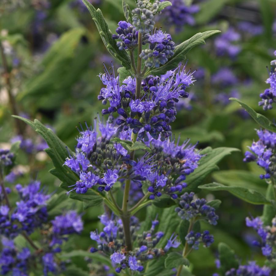 Caryopteris clandonsis 'Emerald Crest' - Bluemist Shrub from Hoffie Nursery