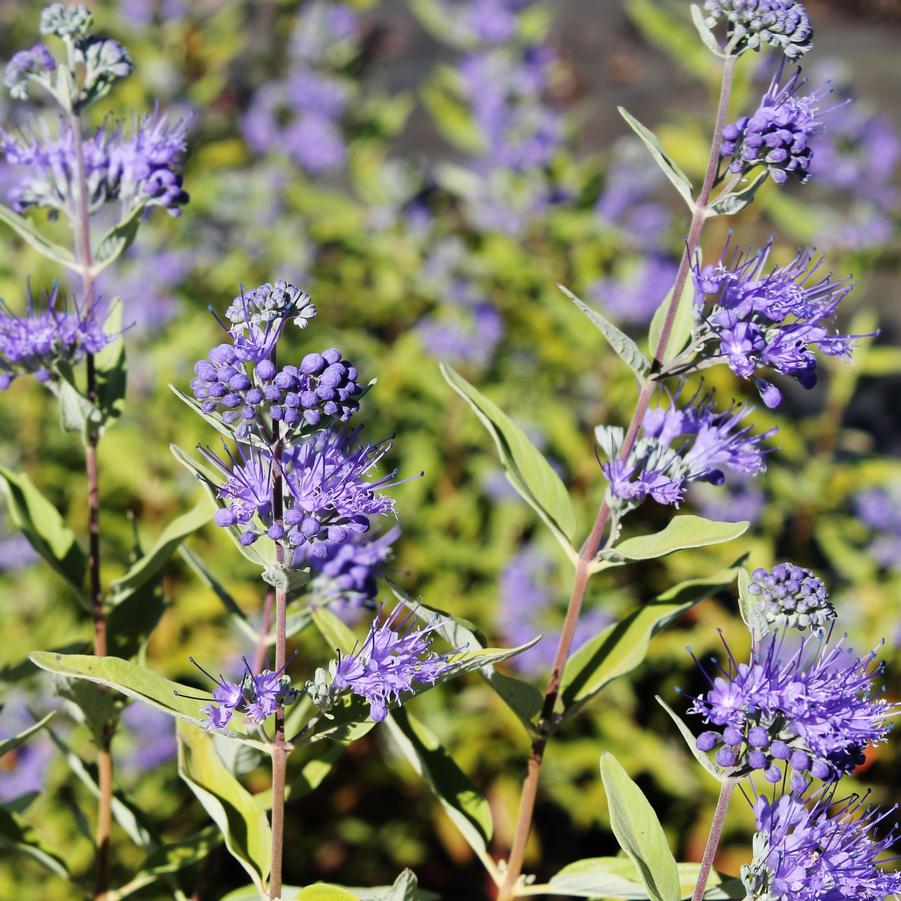 Caryopteris clandonensis 'Longwood Blue' - Bluemist Shrub from Hoffie Nursery