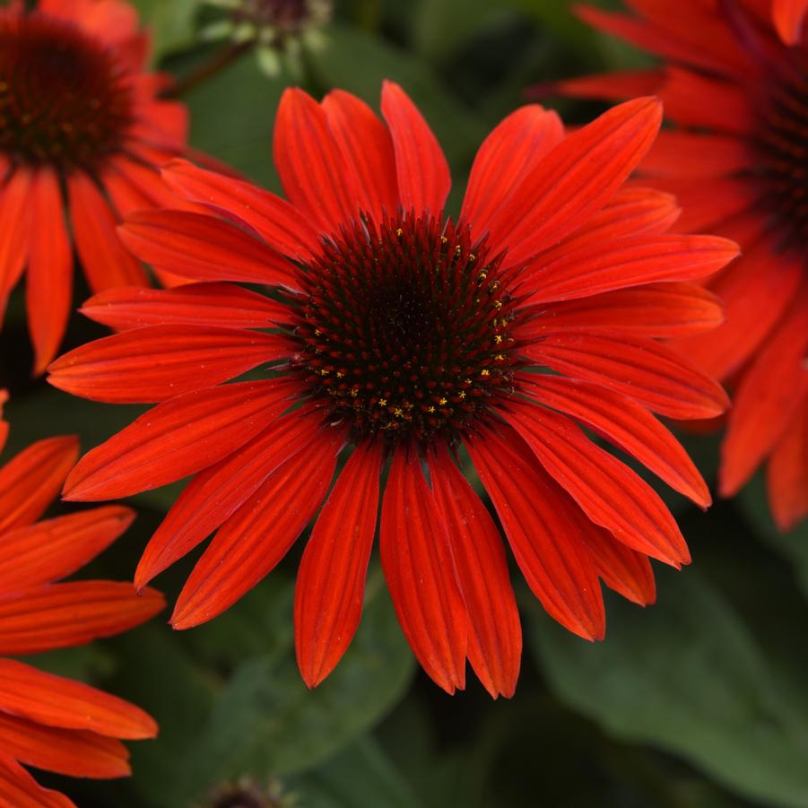 Echinacea Sombrero® Sangrita Sombrero® - Coneflower from Hoffie Nursery