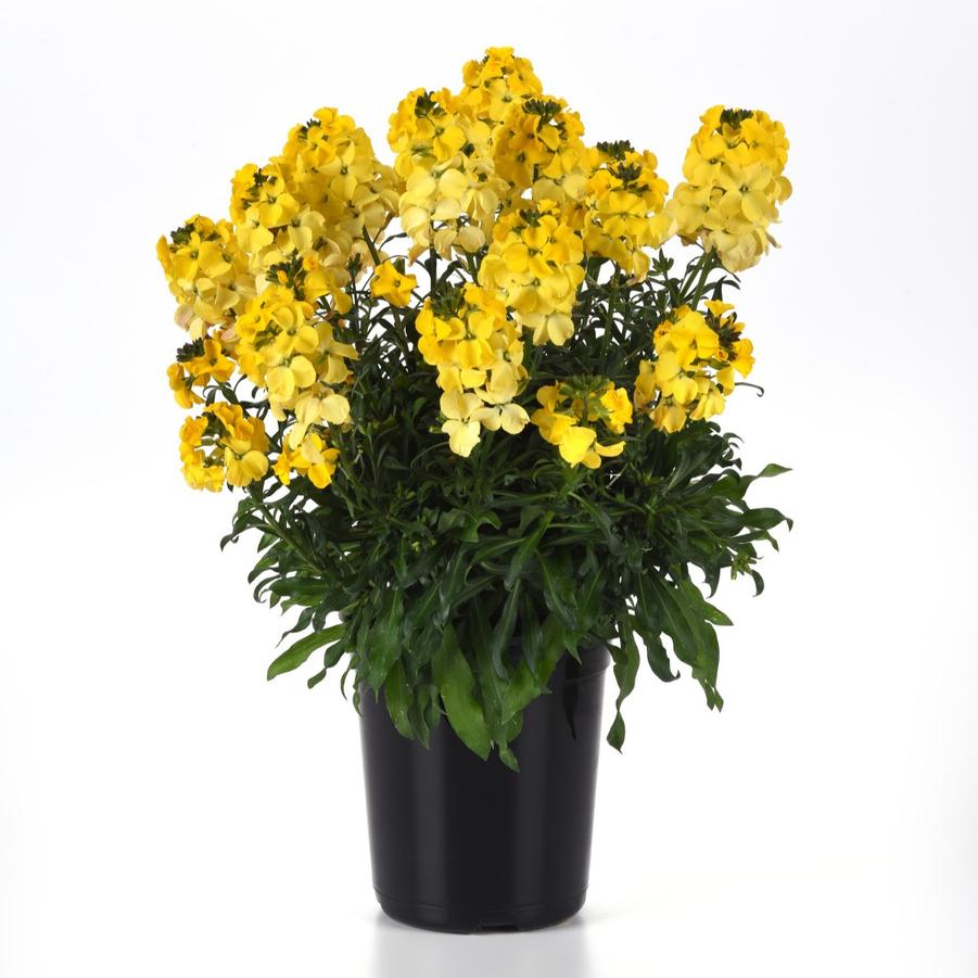 Erysimum Brightside® 'Bright Yellow' - Wallflower from Hoffie Nursery