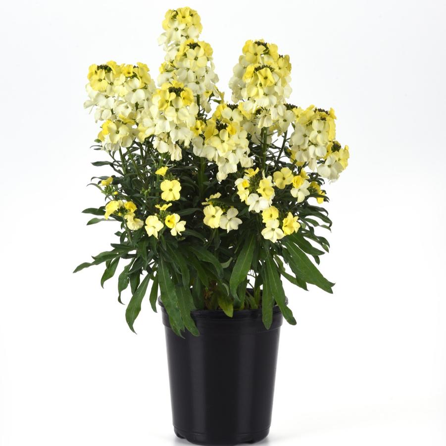 Erysimum Brightside® 'Lemon Ice' - Wallflower from Hoffie Nursery