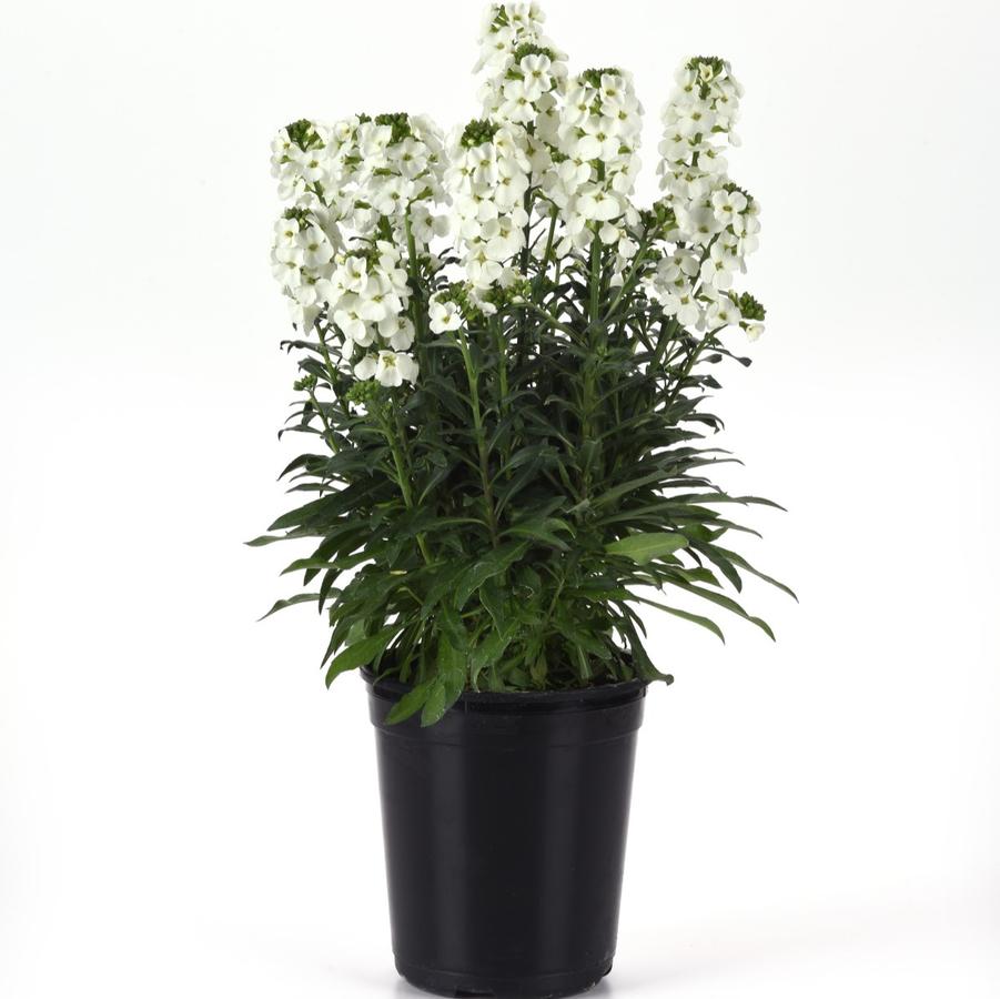 Erysimum Brightside® 'White' - Wallflower from Hoffie Nursery