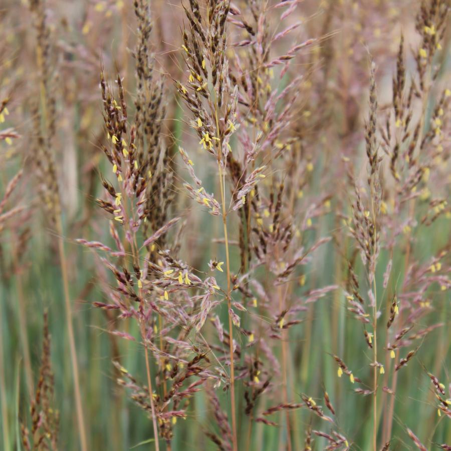 Sorghastrum nutans 'Sioux Blue' - Indian Grass from Hoffie Nursery