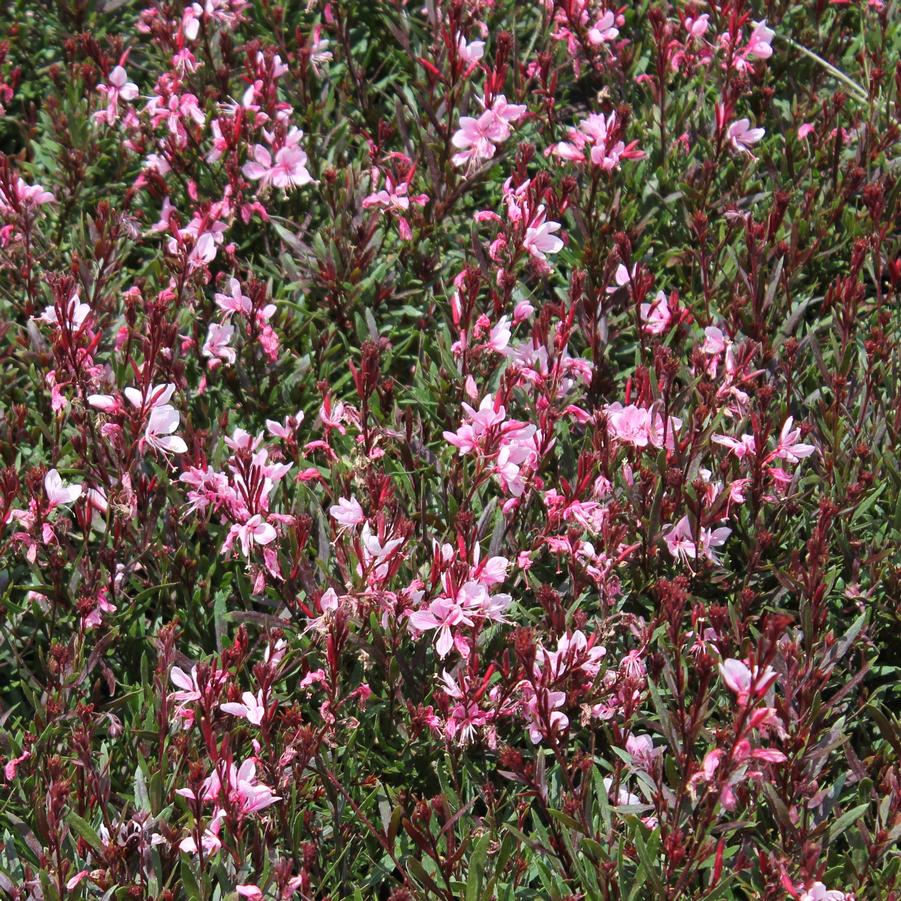 Gaura lindheimeri 'Passionate Blush' - Butterfly Gaura from Hoffie Nursery