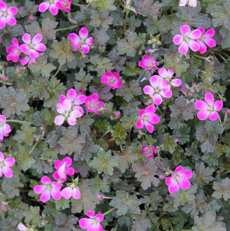 Geranium 'Orkney Cherry' - Cranesbill from Hoffie Nursery