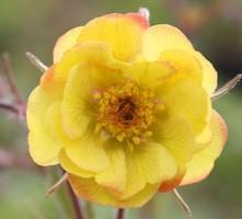 Geum 'Tequila Sunrise' - Avens from Hoffie Nursery