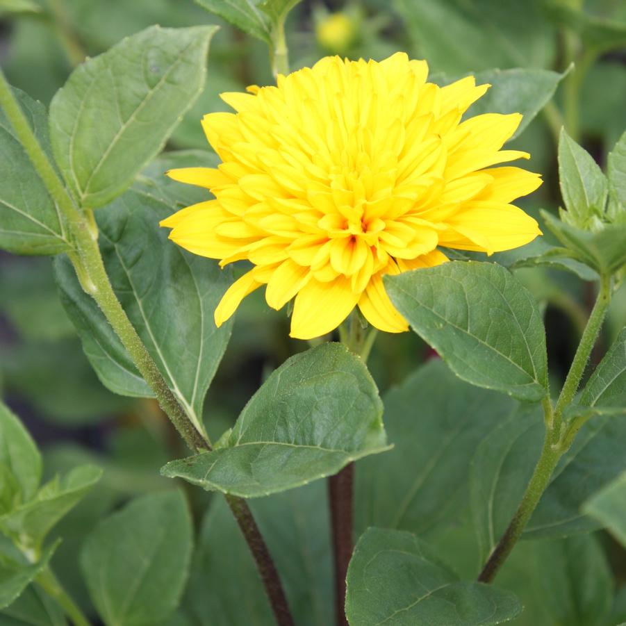 Helianthus 'Sunshine Daydream' - Many-Flowered Sunflower from Hoffie Nursery