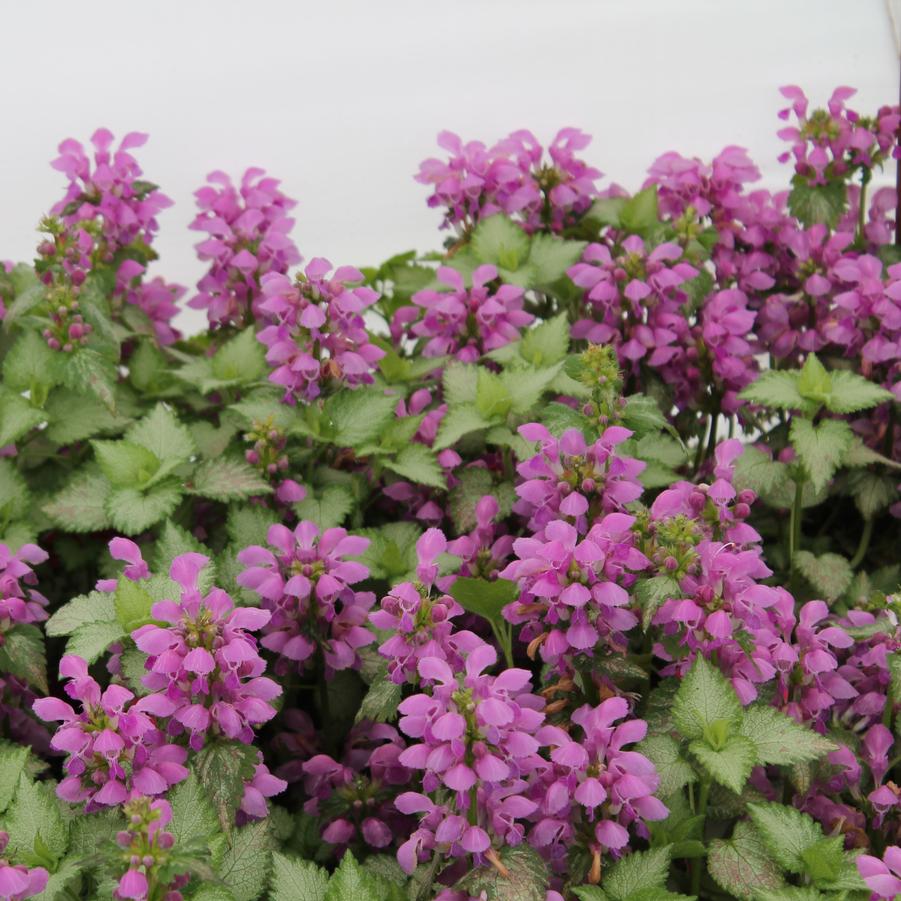 Lamium maculatum 'Ghost' - Spotted Deadnettle from Hoffie Nursery