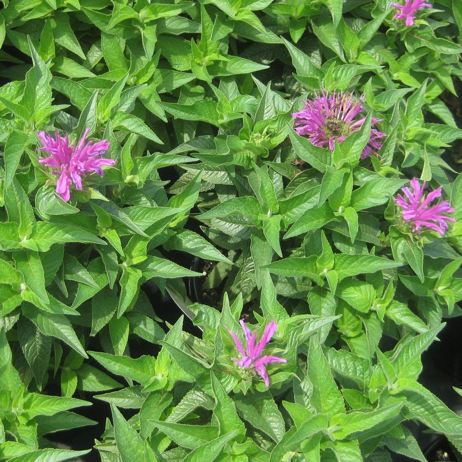 Monarda didyma AChall 'Grand Marshall' - Bee Balm from Hoffie Nursery