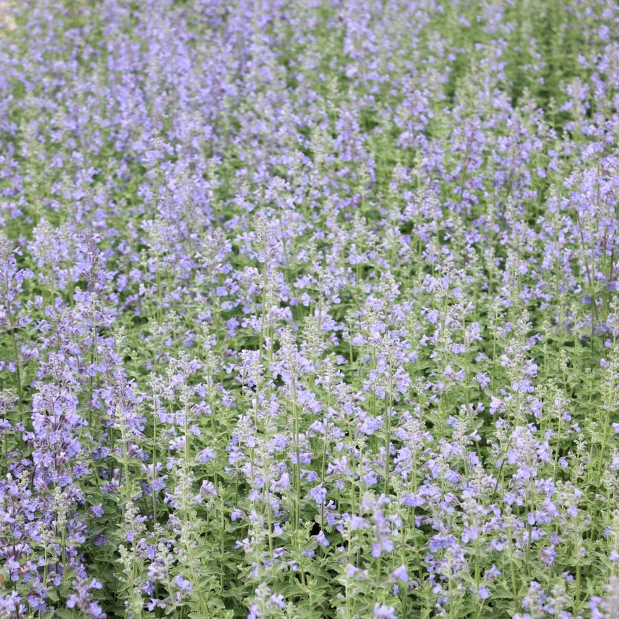 Nepeta faassenii 'Dropmore' - Persian Catmint from Hoffie Nursery