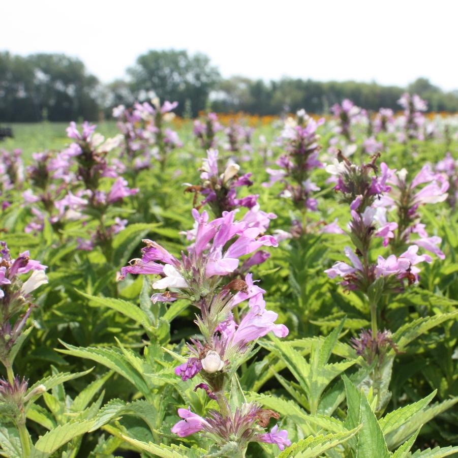 Nepeta subsessilis Prelude™ 'Candy Cat' - Catmint from Hoffie Nursery