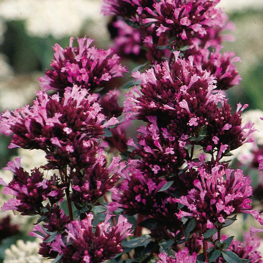 Origanum laevigatum 'Herrenhausen' - Ornamental Oregano from Hoffie Nursery