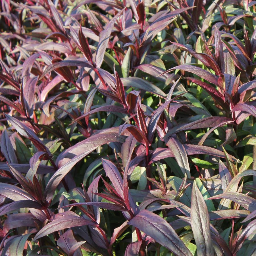 Penstemon digitalis 'Pocahontas' - Beardtongue from Hoffie Nursery