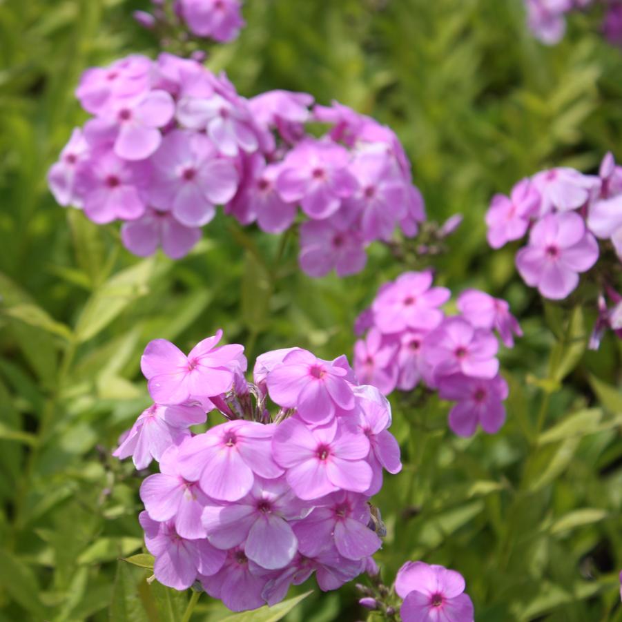 Phlox paniculata 'David's Lavender' - Garden Phlox from Hoffie Nursery