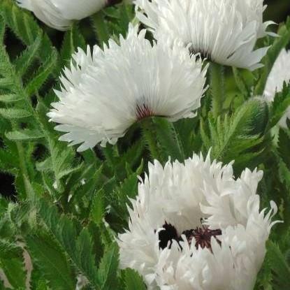 Papaver orientale 'White Ruffles' - Oriental Poppy from Hoffie Nursery
