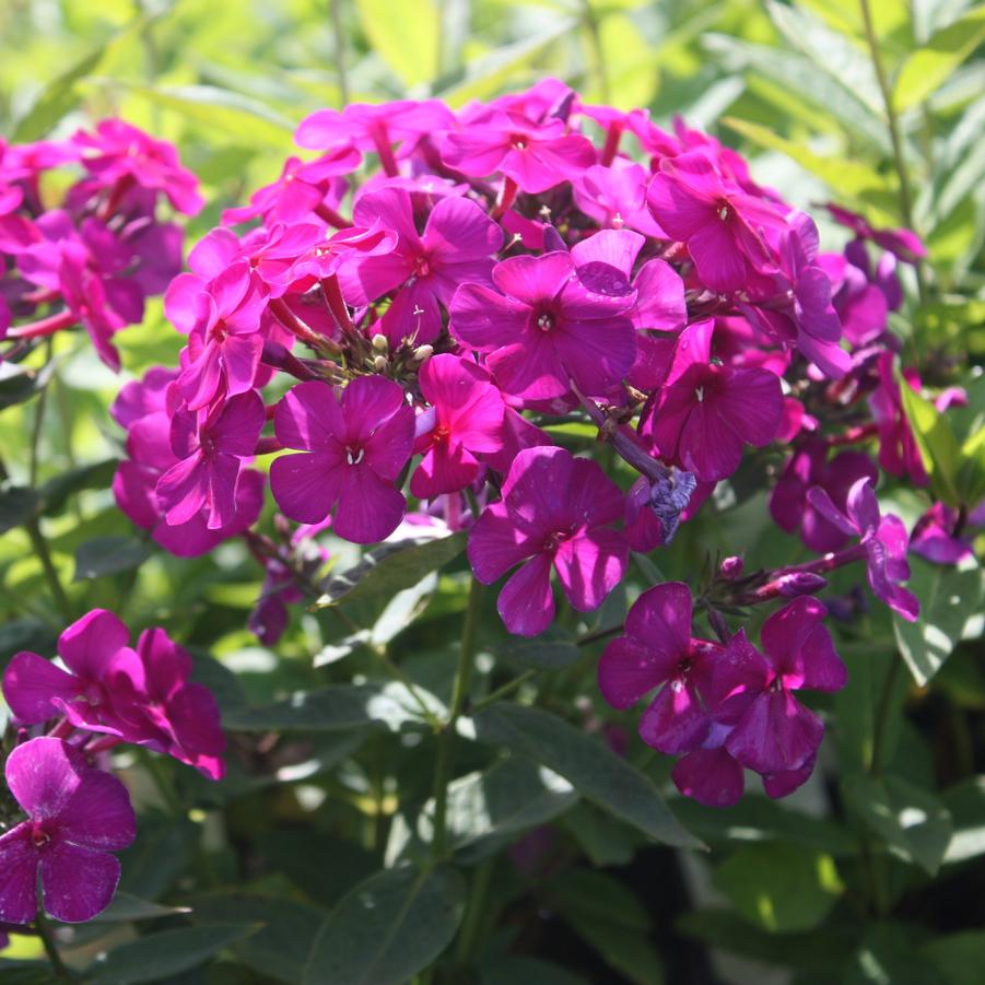 Phlox paniculata 'Nicky' - Garden Phlox from Hoffie Nursery
