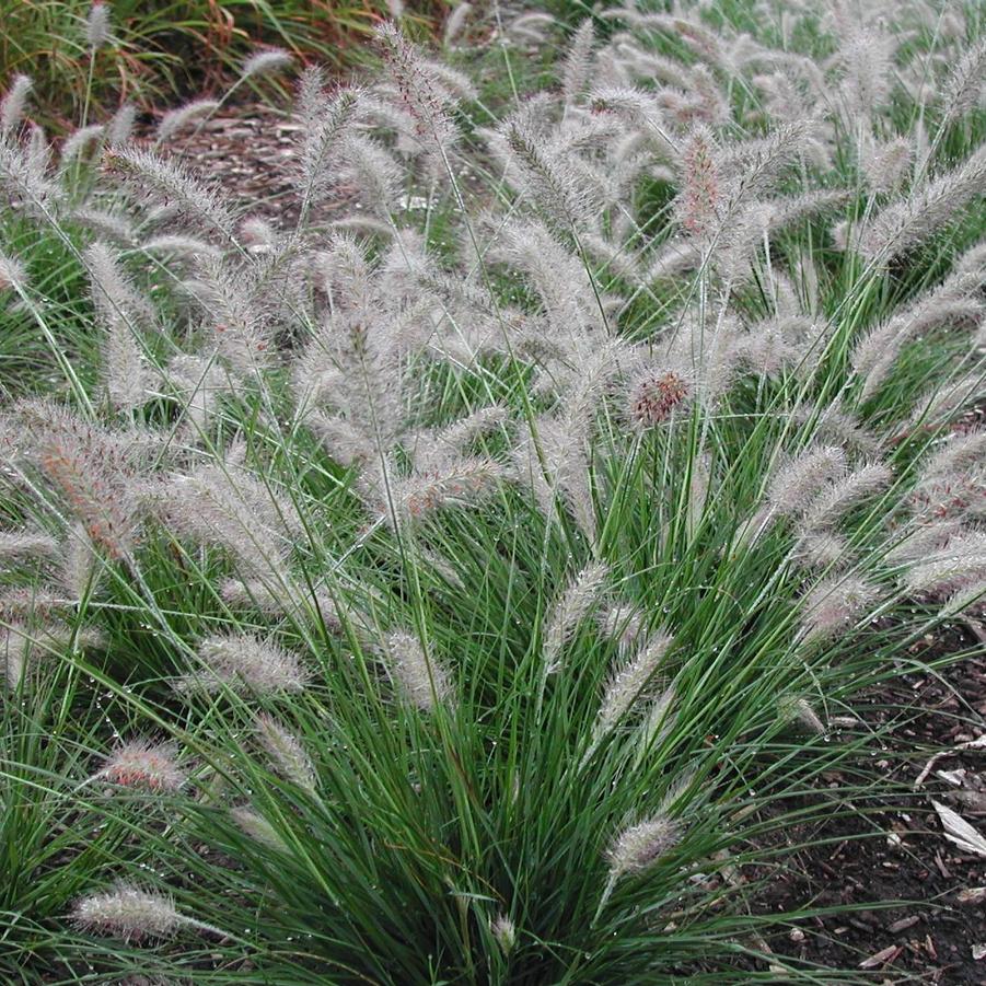 Pennisetum alopecuroides 'Piglet' - Fountain Grass from Hoffie Nursery