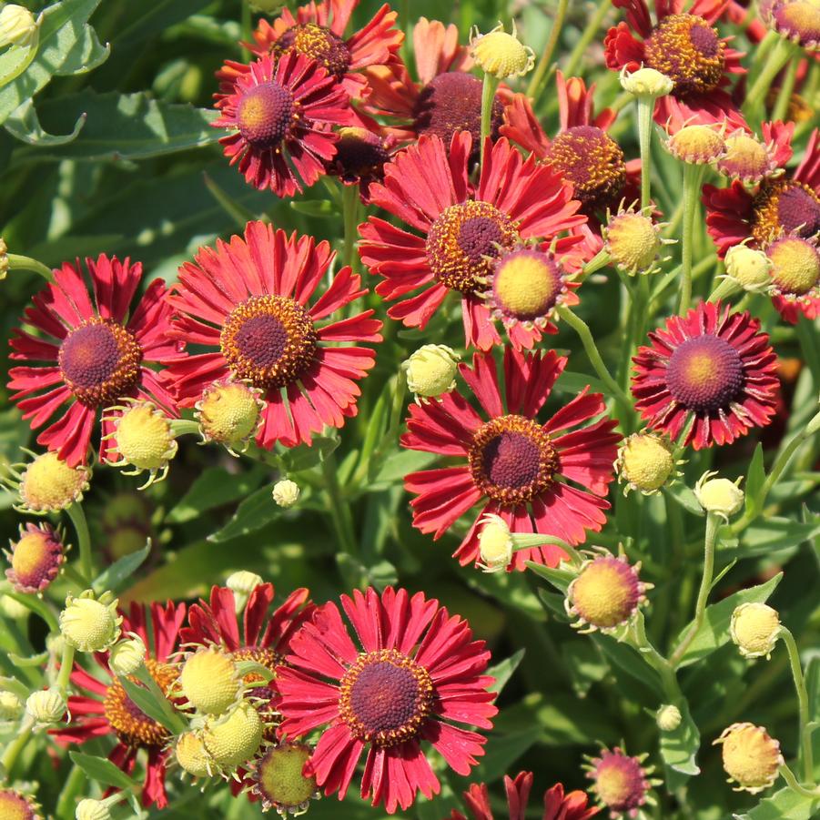 Helenium Mariachi™ 'Siesta' - Helen's Flower from Hoffie Nursery