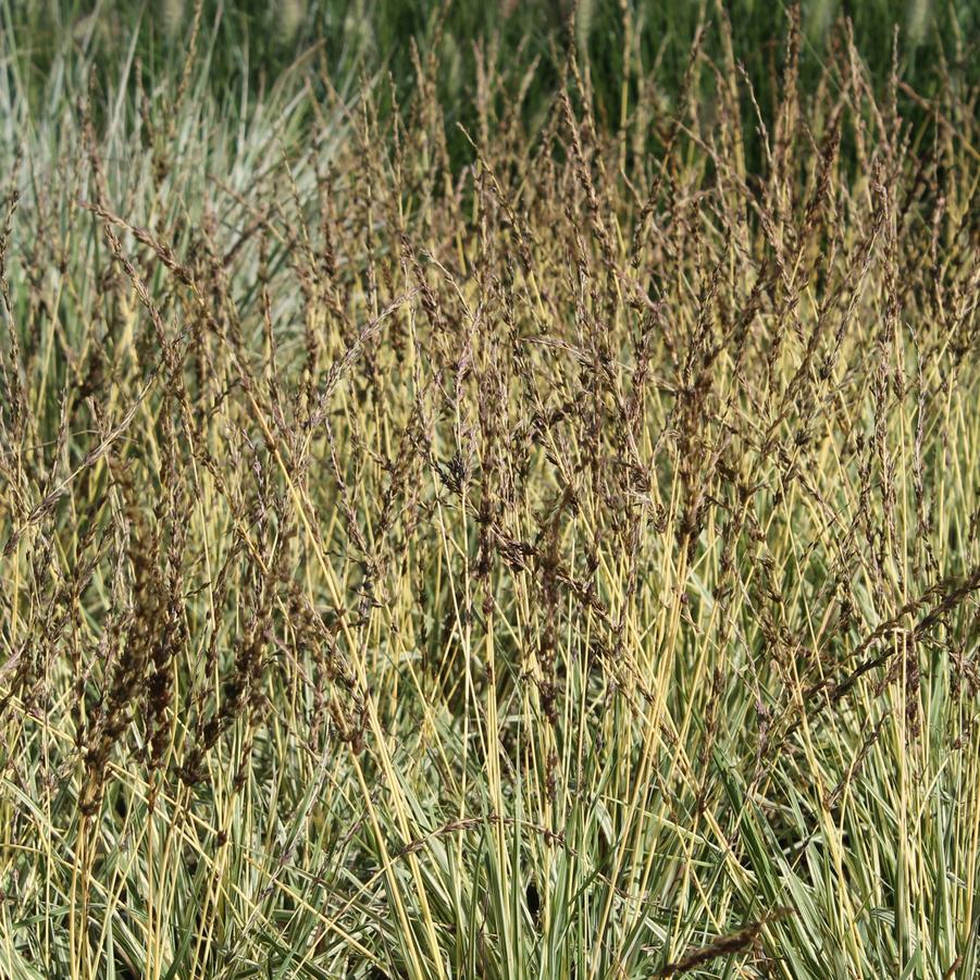 Molinia caerulea 'Variegata' - Variegated Moor Grass from Hoffie Nursery