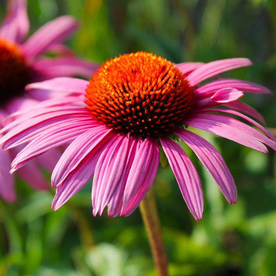 Echinacea purpurea 'Ruby Star' - Purple Coneflower from Hoffie Nursery