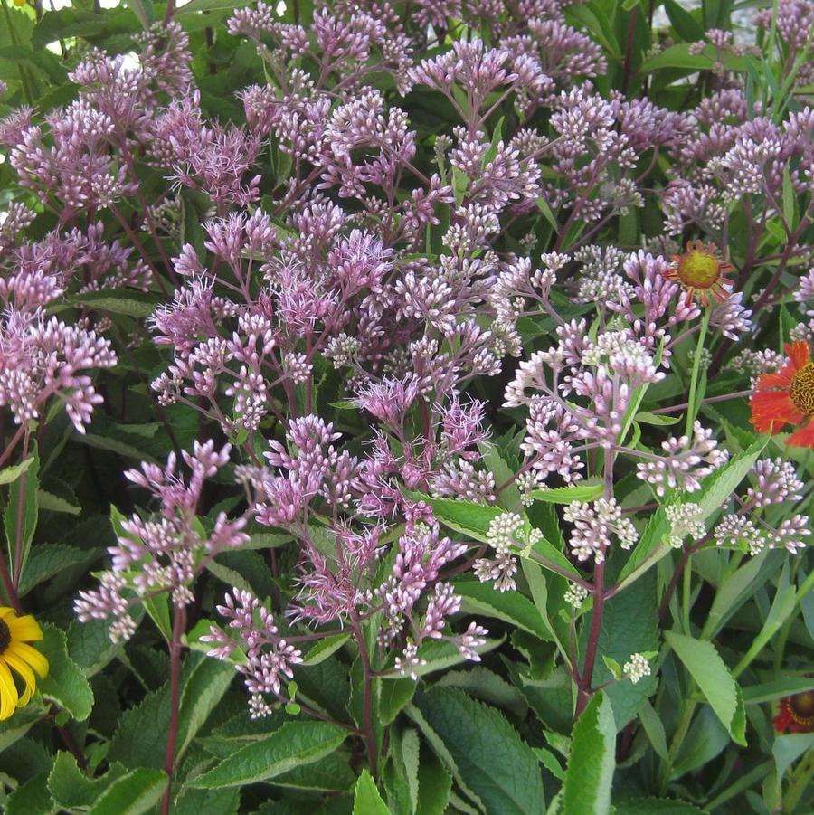 Eupatorium 'Phantom' - Joe Pye Weed from Hoffie Nursery