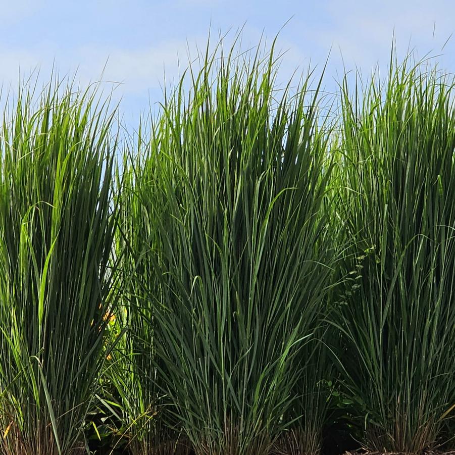 Panicum virgatum 'Northwind' - Switch Grass from Hoffie Nursery
