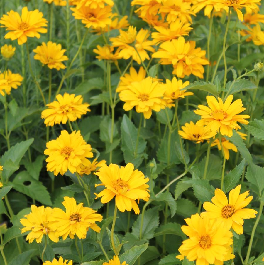 Heliopsis helianthoides 'Summer Sun' - False Sunflower from Hoffie Nursery