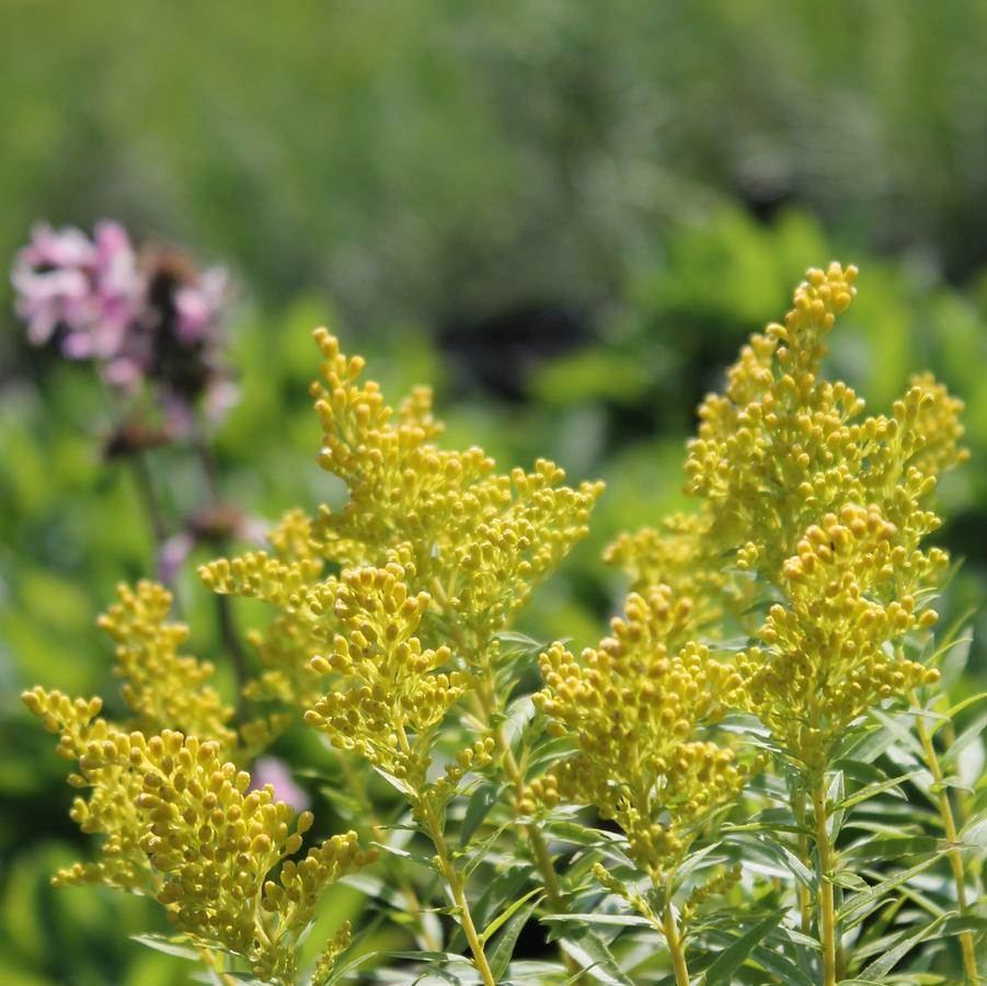 Solidago 'Little Lemon' - Goldenrod from Hoffie Nursery